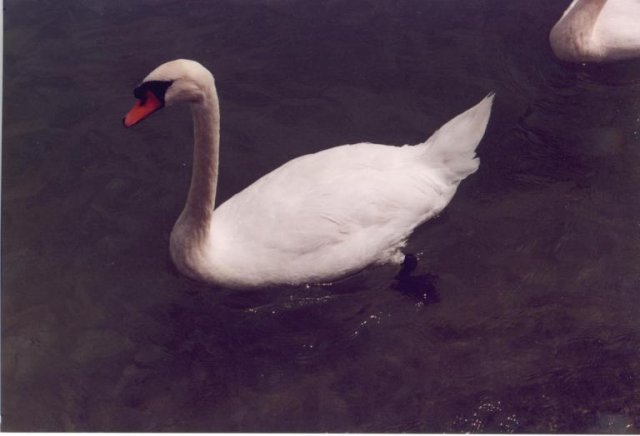 Von Feldkirch nach Überlingen 2000