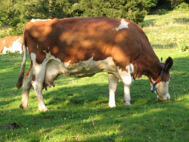 Von Vallorbe vach Ste-Croix 2007