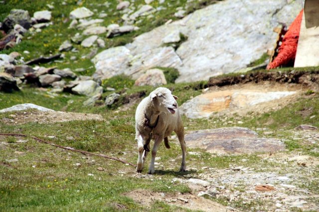 Vom Tonalepass nach S. Caterina Valfurva 2011