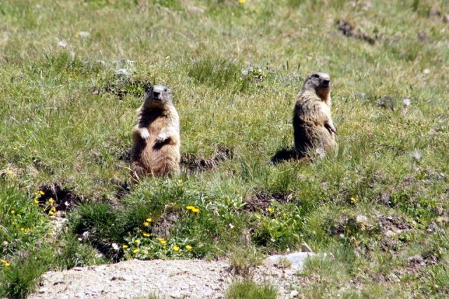 Ausflug zum Rifugio Pizzini 2011